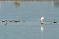 21.10.2012 Saline di Priolo (172)